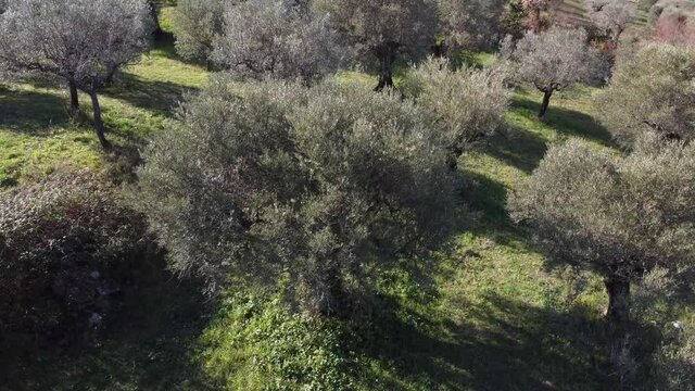 Olive trees for the production of table olive oil, Italy.
Aerial shot with drone