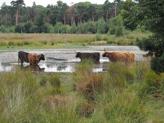 Obraz na płótnie Canvas Cows in a lake in Holland