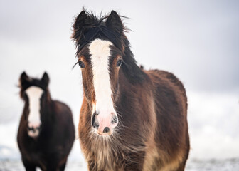 Obraz premium Beautiful big Irish cob horses young fowls roaming wild in heavy snow on ground walking towards camera through cold deep snowy winter field one furry horse stood behind standing out of focus