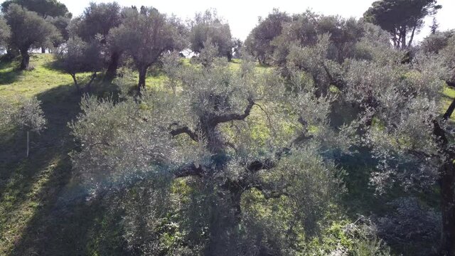 Olive trees for the production of table olive oil, Italy.
Aerial shot with drone