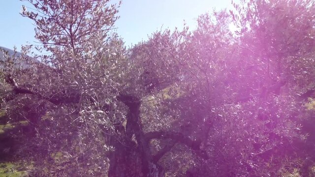 Olive trees for the production of table olive oil, Italy.
Aerial shot with drone