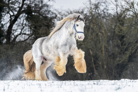 Beautiful big Irish cob horse fowl running wild in snow on ground rearing up high looking towards camera through cold deep snowy winter field at sunset shire horse