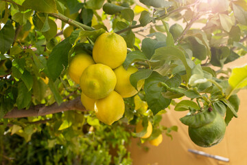 A bunch of fresh ripe lemons on a lemon tree branch in a sunny garden. copy space.