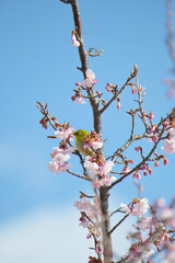 メジロと桜の花