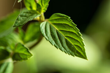 Fresh mint leaf 