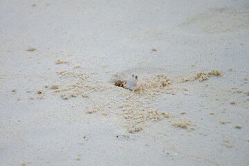 crab on the beach