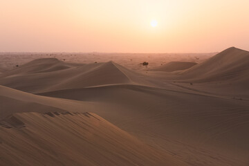 Obraz na płótnie Canvas Minimalist landscape scene of golden sand dunes and sparse trees at the Empty Quarter Desert (Rub' al Khali) near Abu Dhabi, UAE at sunset or sunrise. 