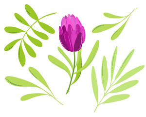 Fototapeta na wymiar Vector spring or summer flower. Pink flat tulip with green leaves. Hand-drawn design elements for easter, mother's day, woman's day, 8 march greeting cards