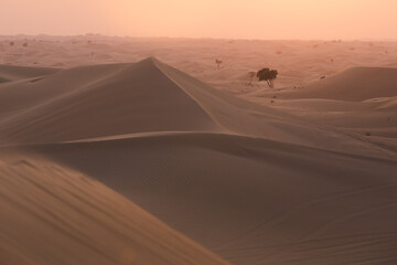 Fototapeta na wymiar Minimalist landscape scene of golden sand dunes and sparse trees at the Empty Quarter Desert (Rub' al Khali) near Abu Dhabi, UAE at sunset or sunrise. 