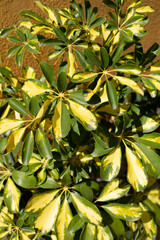 Fototapeta na wymiar Schefflera arboricola variegata with yellow and green leaves. Background of yellow-green foliage of exotic plants, vertical photo