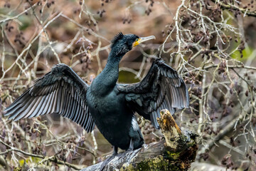 Naklejka premium A great black cormorant sitting on a tree and spreading its wings to dry them in a pond called Jacobiweiher next to Frankfurt, Germany at a sunny day in winter.