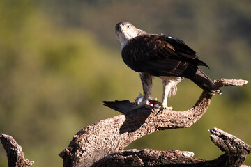 aguila perdicera en su posadero con una presa