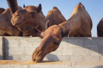 Desert dromedary camels (Camelus dromedarius) feeding at the Empty Quarter Desert (Rub' al Khali) near Abu Dhabi, UAE.
