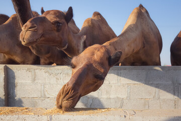 Desert dromedary camels (Camelus dromedarius) feeding at the Empty Quarter Desert (Rub' al Khali)...