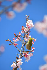 メジロと桜の花