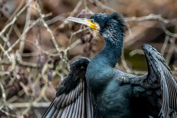A great black cormorant sitting on a tree and spreading its wings to dry them in a pond called Jacobiweiher next to Frankfurt, Germany at a sunny day in winter.