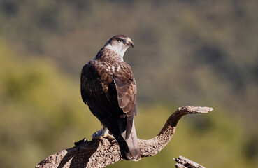 aguila perdicera en su posadero con una presa