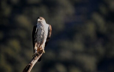 Aguila perdicera en la sierra extremeña