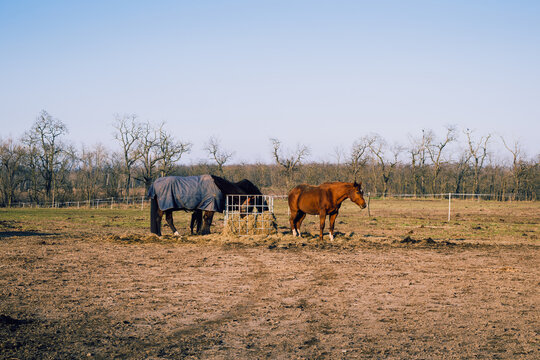 Slovikia ranch Tanami
