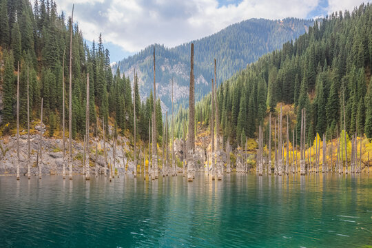 Alpine mountain landscape at Kaindy Lake in Kolsai Lakes National Park in Saty, Kazakhstan which features submerged birch tree trunks.