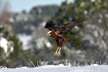 Aguila lagunero aterrizando en la nieve
