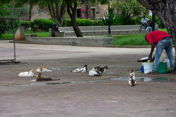 коты в парке