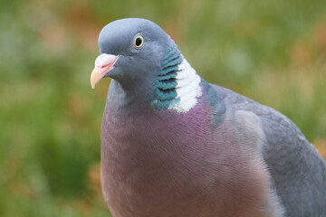 Ringeltaube bei der Futtersuche	