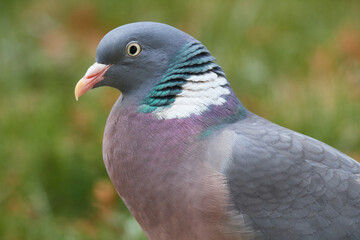 Ringeltaube bei der Futtersuche	