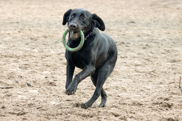 Zwarte labrador retriever apporteert ring