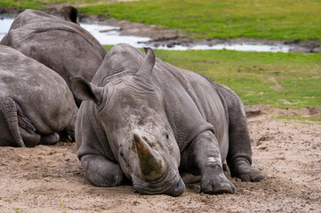 Fototapeta premium Witte neushoorn liggend in het zand.