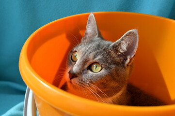 A cute short-haired cat sitting in a plastic bucket
