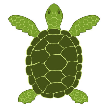 Simple vector illustration of a green sea turtle (Chelonia mydas). Schematic conceptual image of a Pacific green turtle