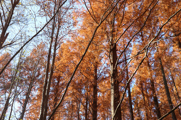 日本の秋の風景 鮮やかなもみじ 紅葉 青空 朱色 美しい 綺麗 Wall Mural Mireia