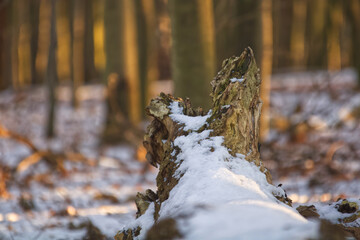 wood structure in autumn light