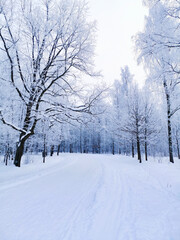 Snowy trees in the park in winter