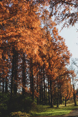 秋の風景 秋 森林 メタセコイヤ 紅葉 芝生 草 夕暮れ 幻想的 美しい
