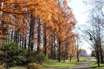 秋 森林 メタセコイヤ 紅葉 オレンジ 夕暮れ 幻想的 綺麗 美しい 優美