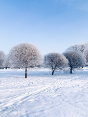 Frozen winter trees, blue sky background