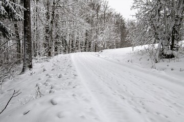Winterwanderung  im frisch verschneiten Wald zwischen Goldisthal und Masserberg im Thüringer...