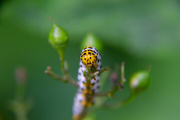 Close-up from two Mullein moth caterpillar - Cucullia verbasci picture taken in Netherlands June 2020 