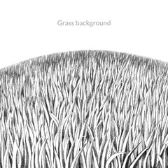 Lawn pencil drawing. Black and white grass texture