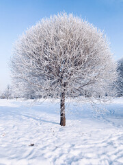 Lonely frozen tree in winter background