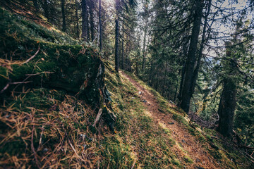 A close up of a wooded area