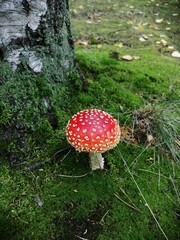 fly agaric mushroom
