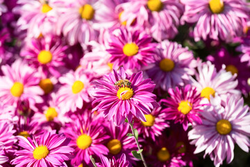 Big bright pink flower with honeybee front of flowers background