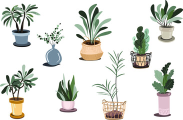 
Stylish plants and flowers in different pots. Interior decoration.