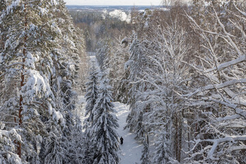 Aerial top view of snow covered forest with winter pathway.