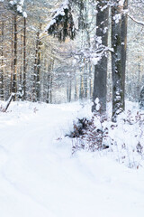 Winter forest. Winter road and everything in the snow.