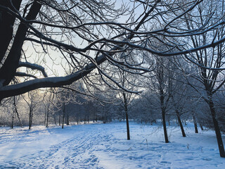 Fototapeta na wymiar winter park in the evening
