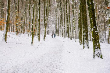 Fototapeta premium Snow photos in park Sonsbeek, Arnhem